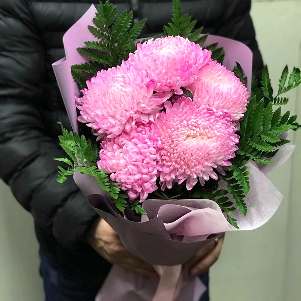 Хризантема Густав одноголовая
