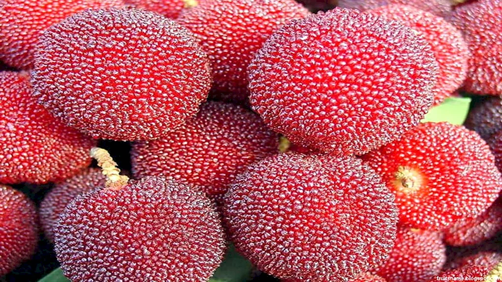 Китайская клубника восковница красная