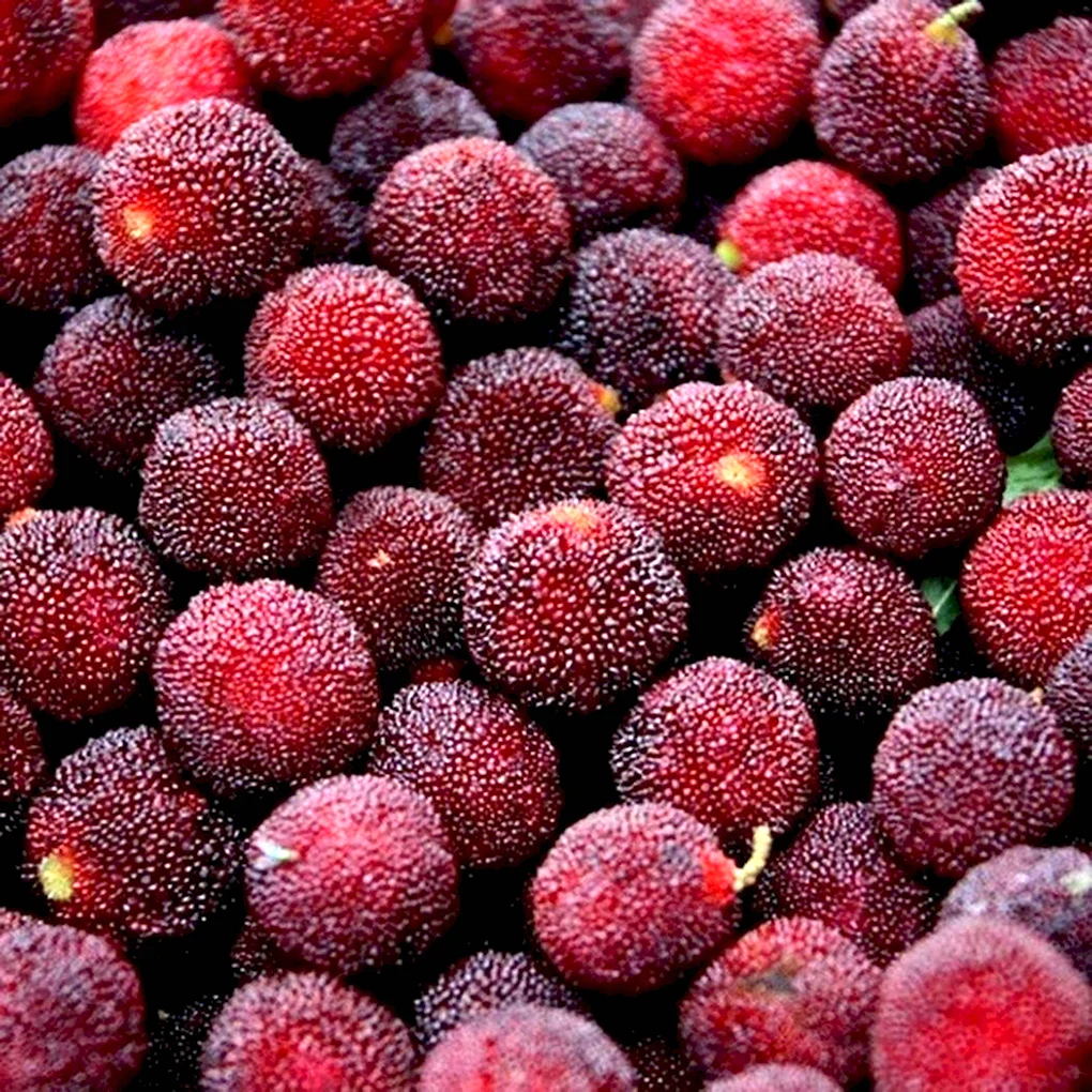 Китайская клубника восковница красная