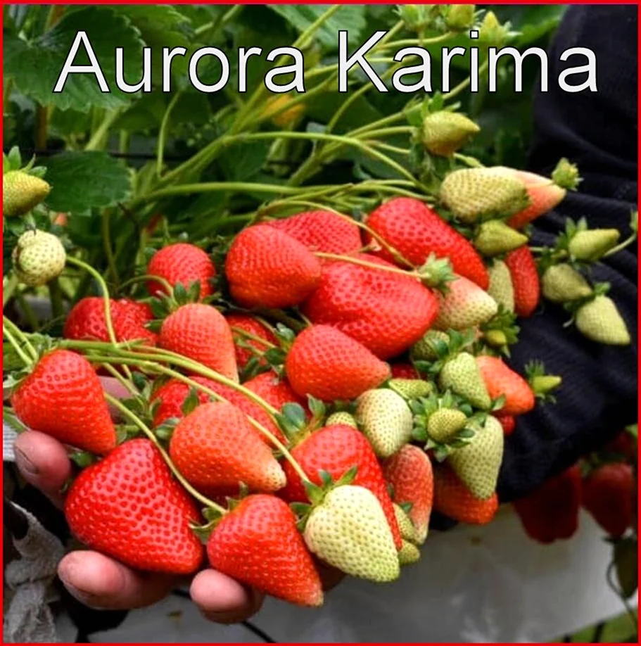 Клубника Аврора Карима