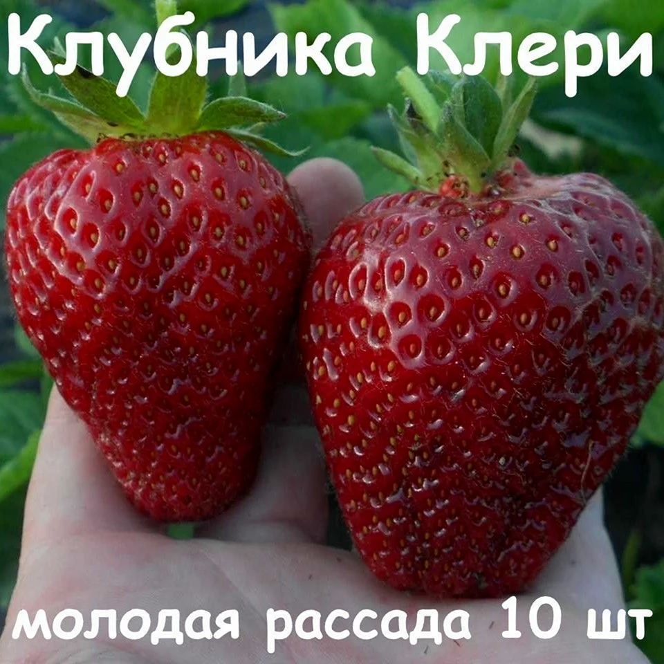 Клубника Брилла