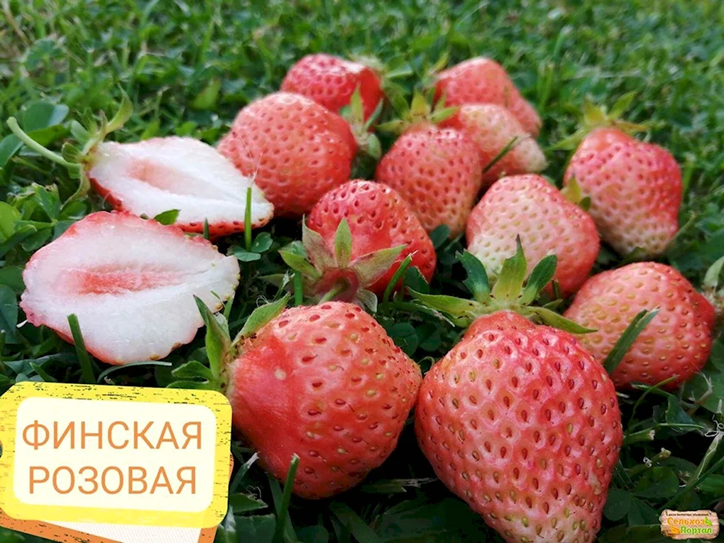 Клубника финская Ананасная