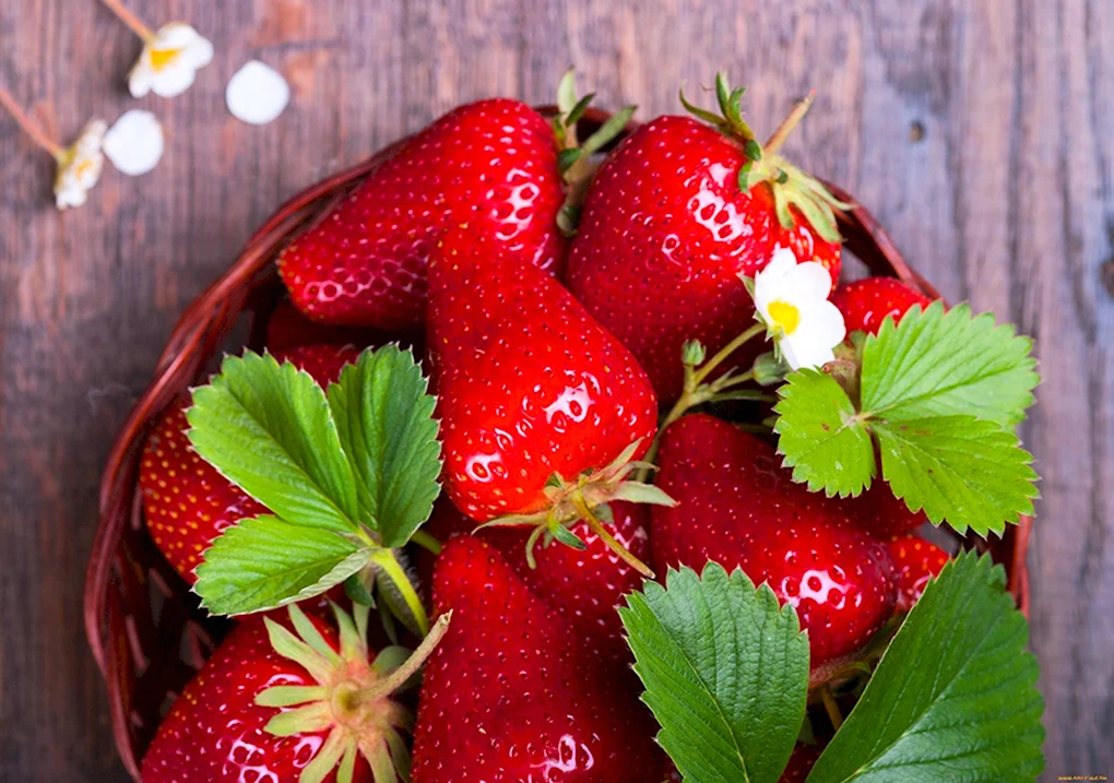 Клубника Fragaria