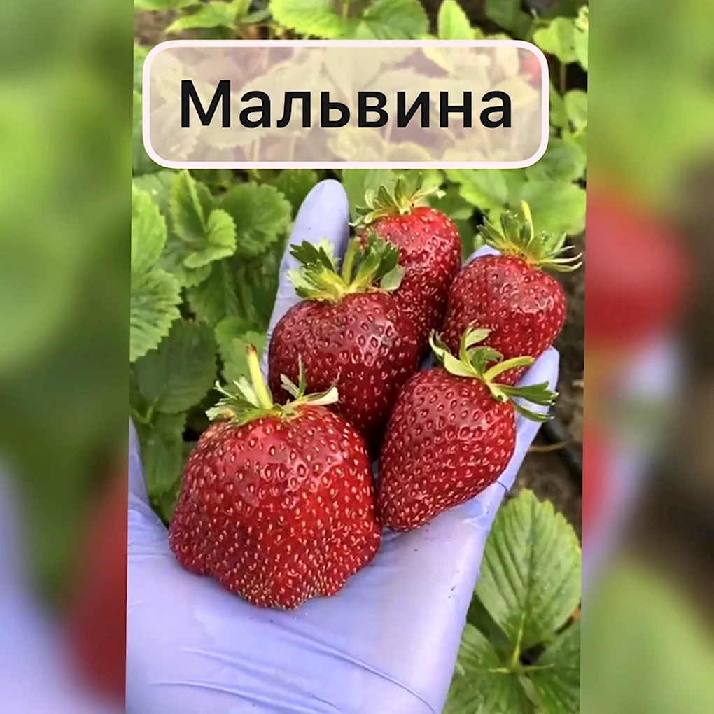 Клубника Камароса