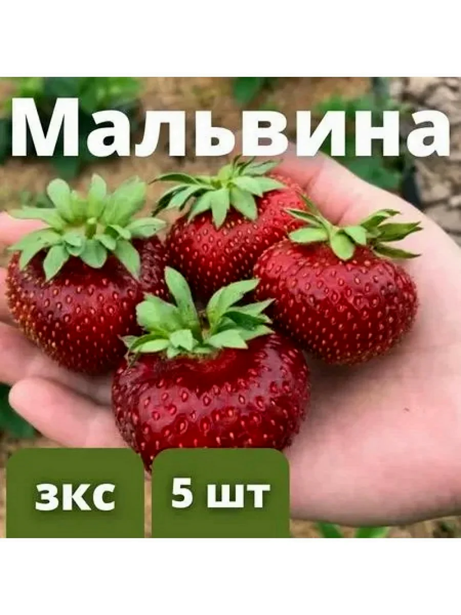 Клубника Мальвина