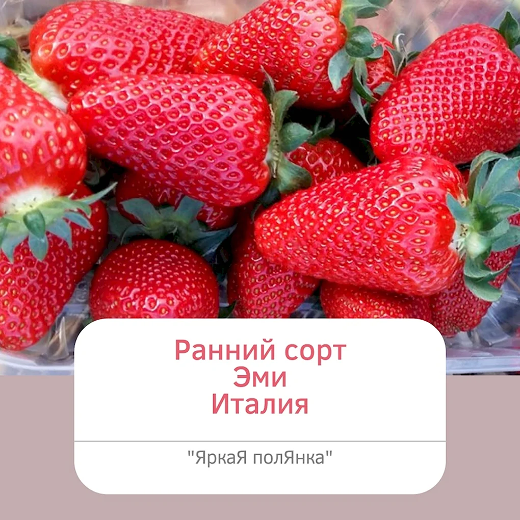 Клубника сорт Эми