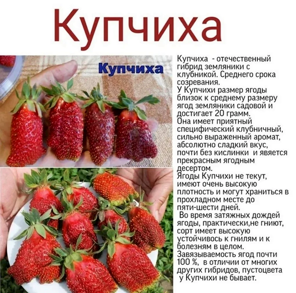 Клубника земклуника Купчиха