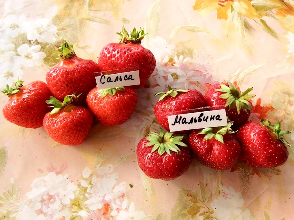 Клубника Зенга Зенгана