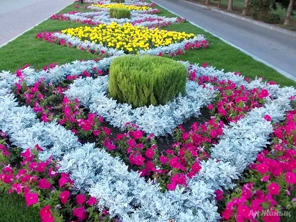 Клумбы бархатцы Сальвия цинерария