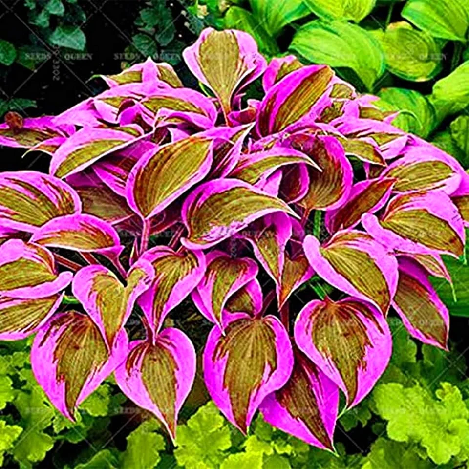 Колеус Coleus Juliet Quartermain