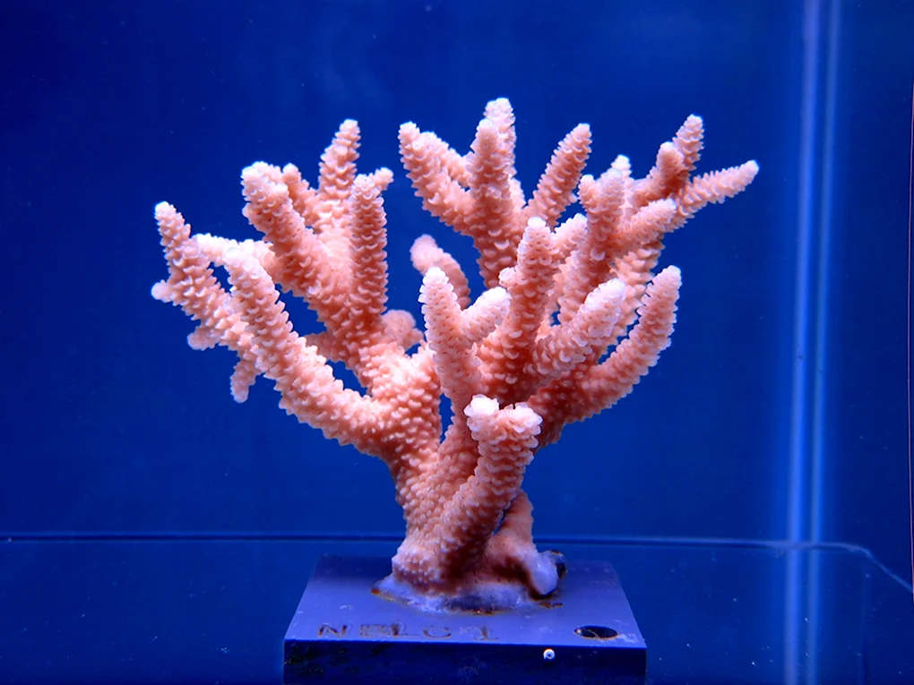 Коралл Стагхорн
