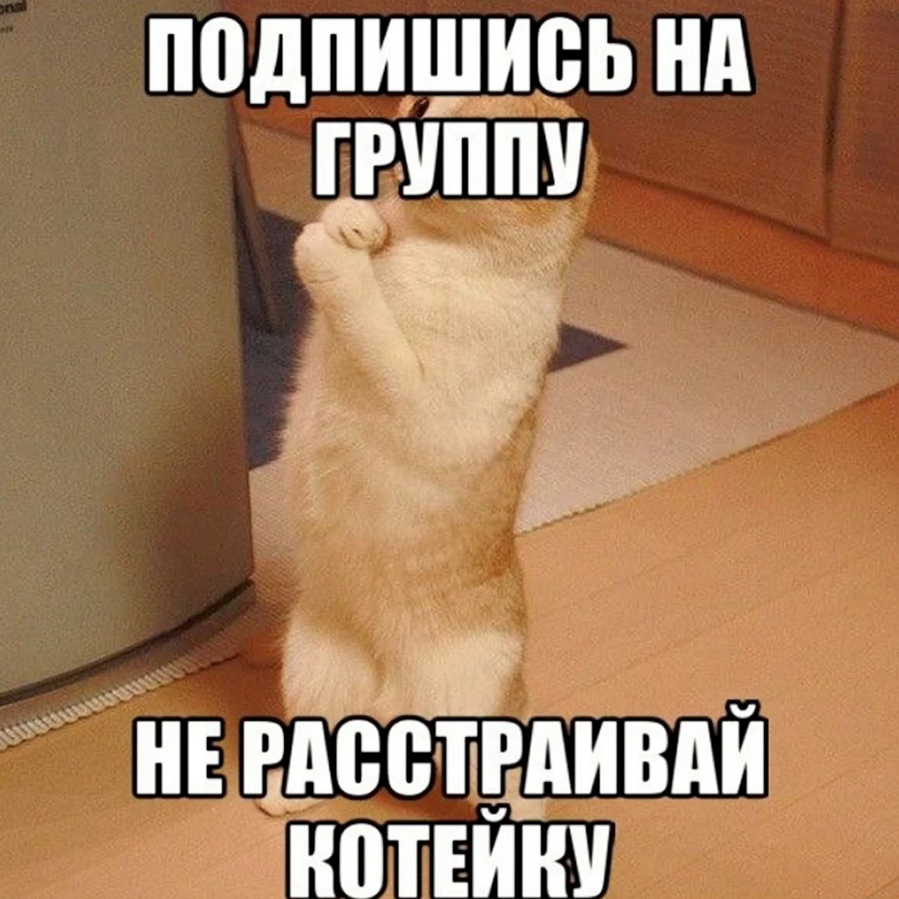 Кот просит прощения