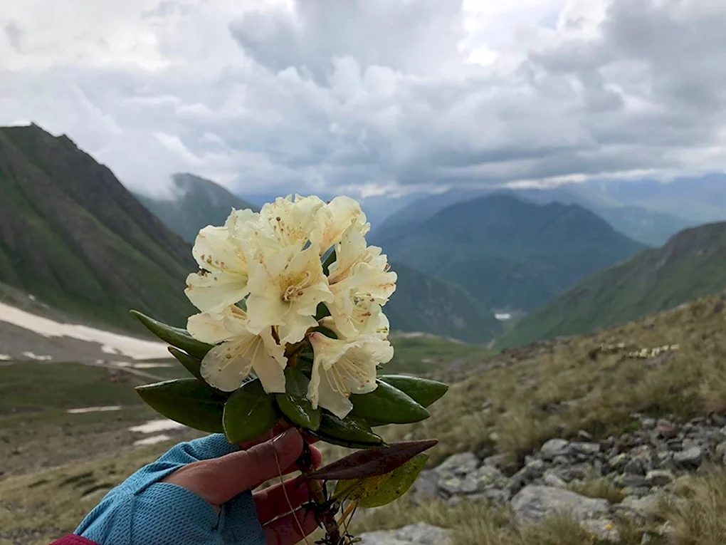 Красная Поляна Сочи горы рододендрон