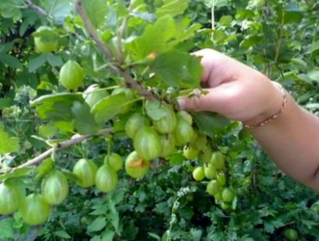 Крыжовник малахит с2