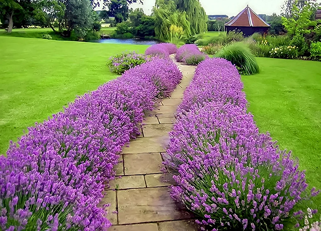 Лаванда узколистная Hidcote