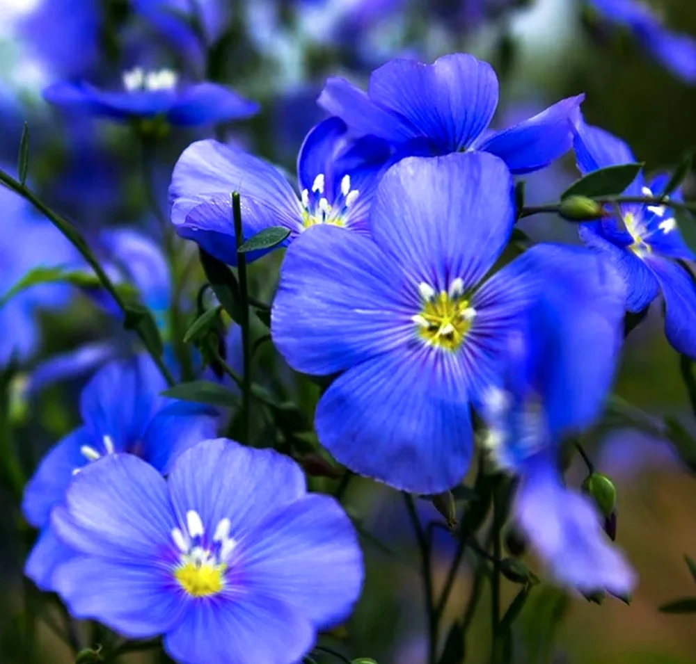 Лен многолетний Linum perénne