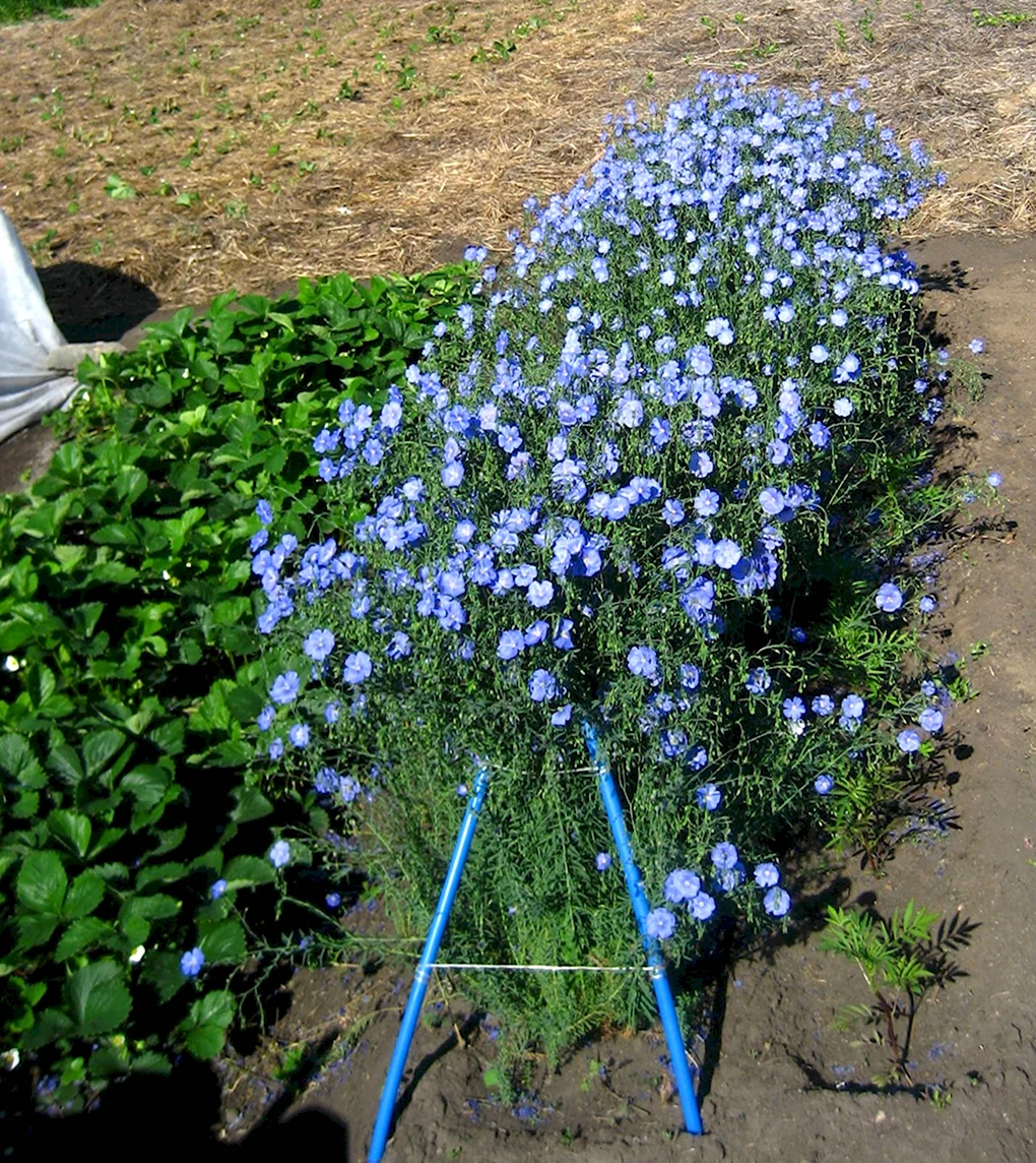 Лен многолетний Небесная лазурь