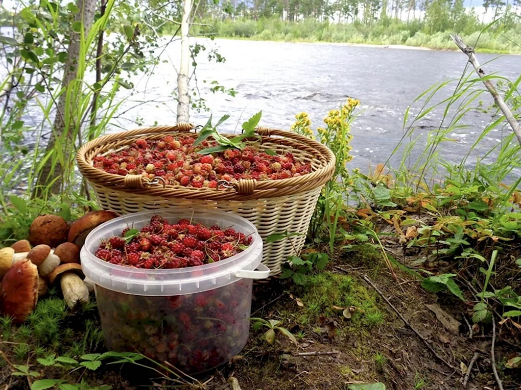 Лесные ягоды