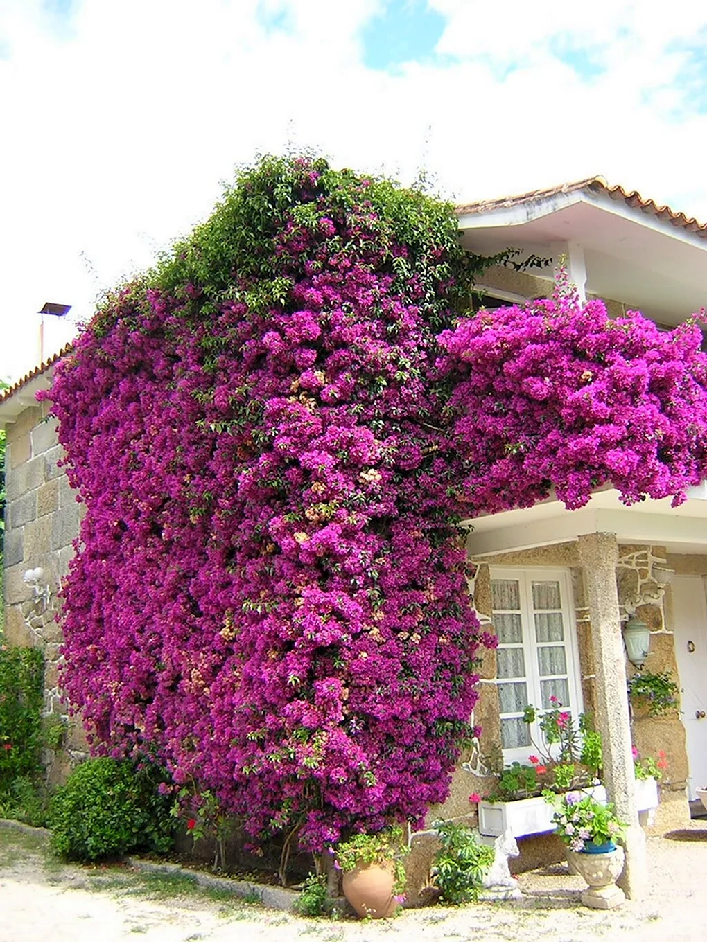 Лиана бугенвиллия