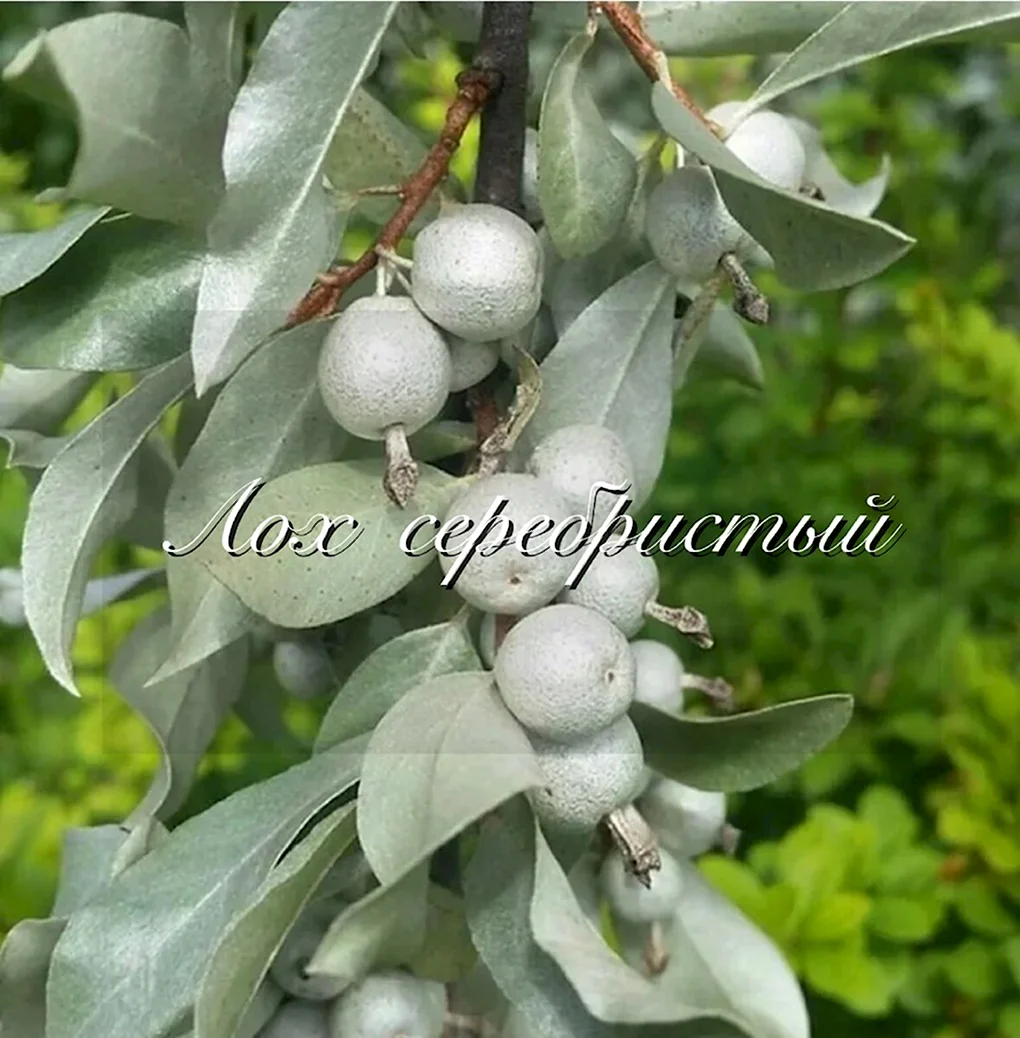 Лох серебристый Elaeagnus commutata