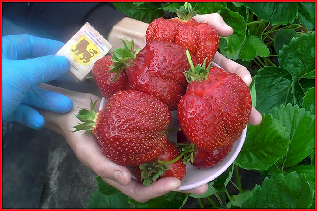 Мадам Муто сорт клубники