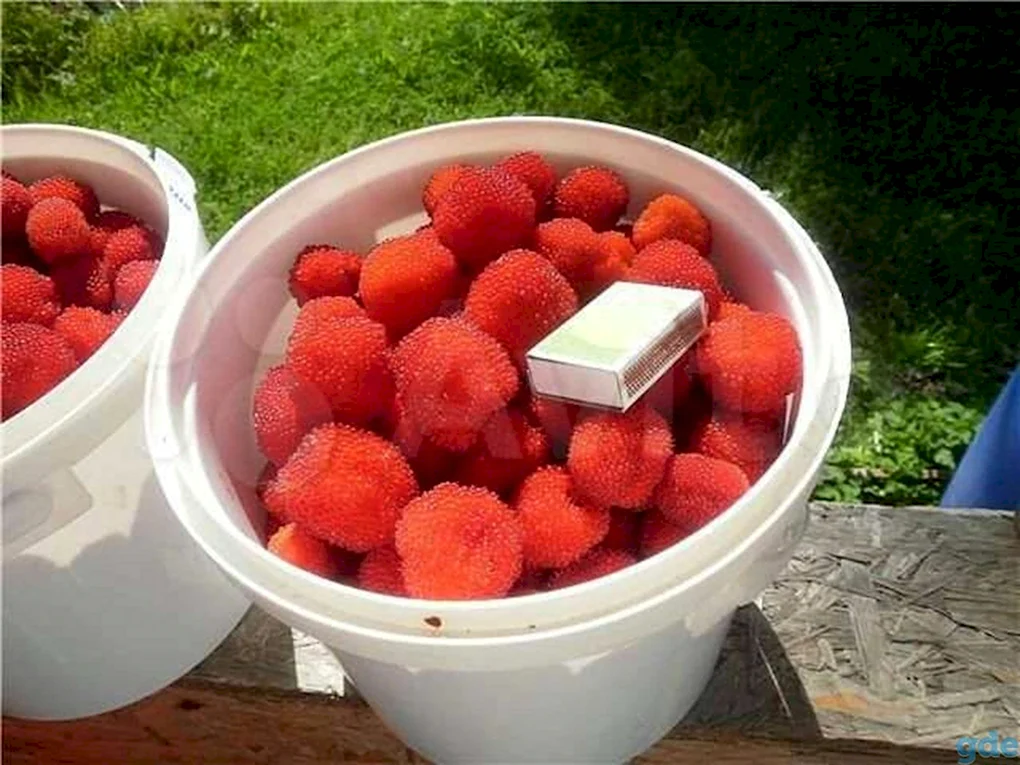 Малина Земляничная розолистная