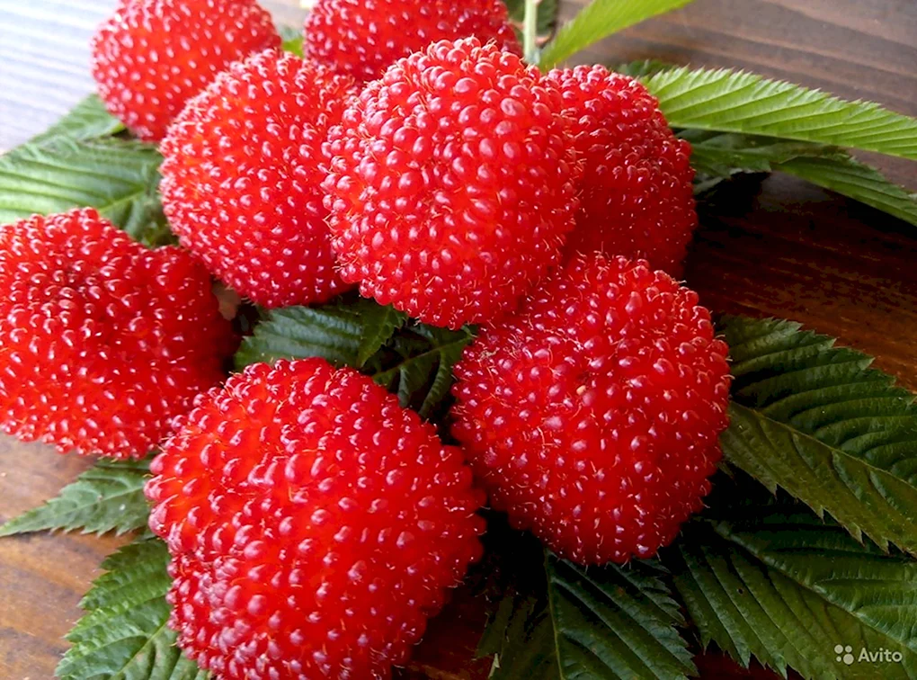 Малина Земляничная тибетская малина