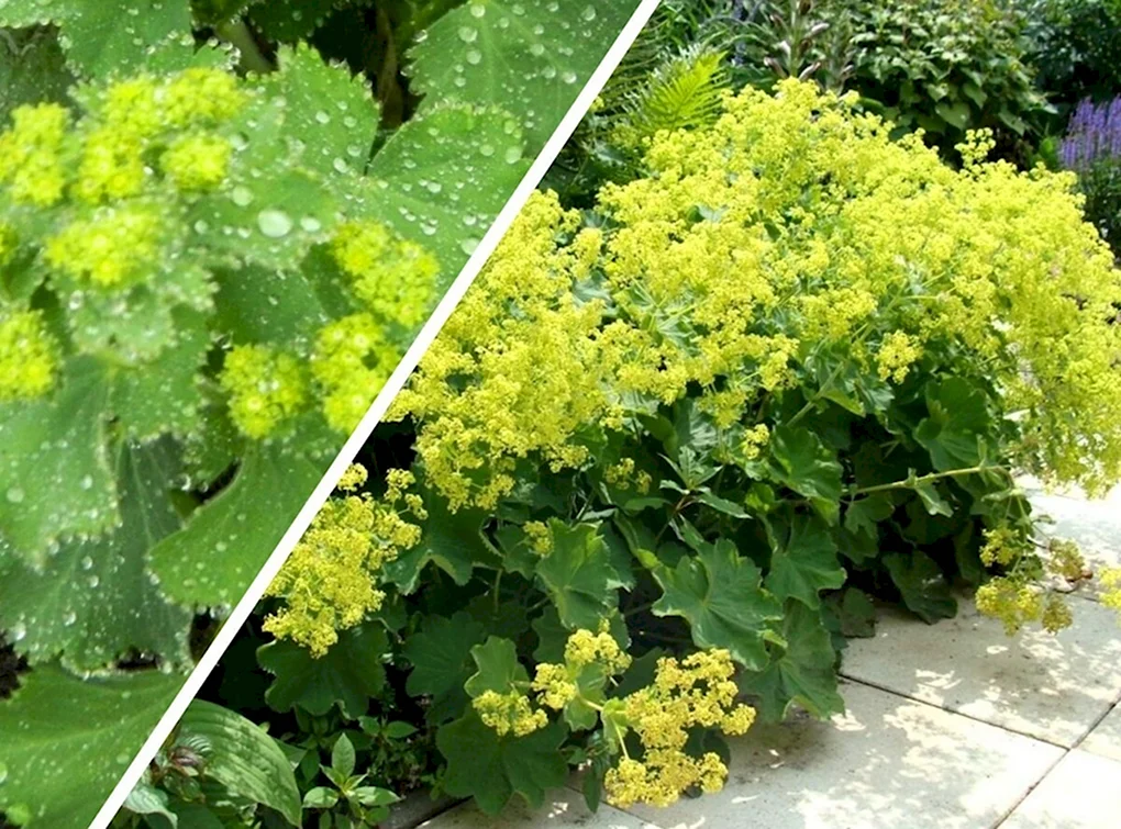 Манжетка Alchemilla