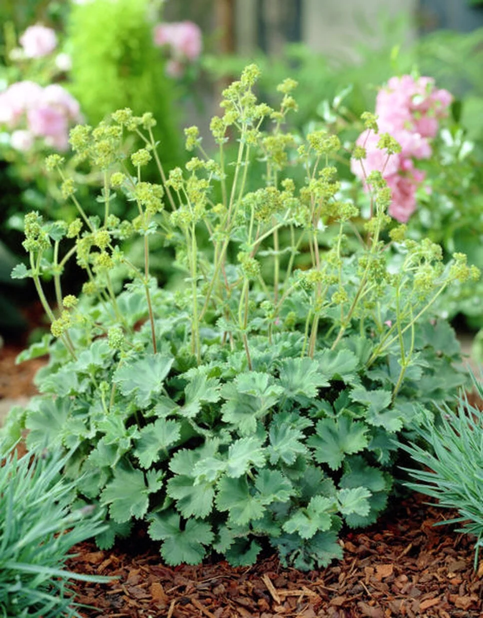 Манжетка Alchemilla erythropoda