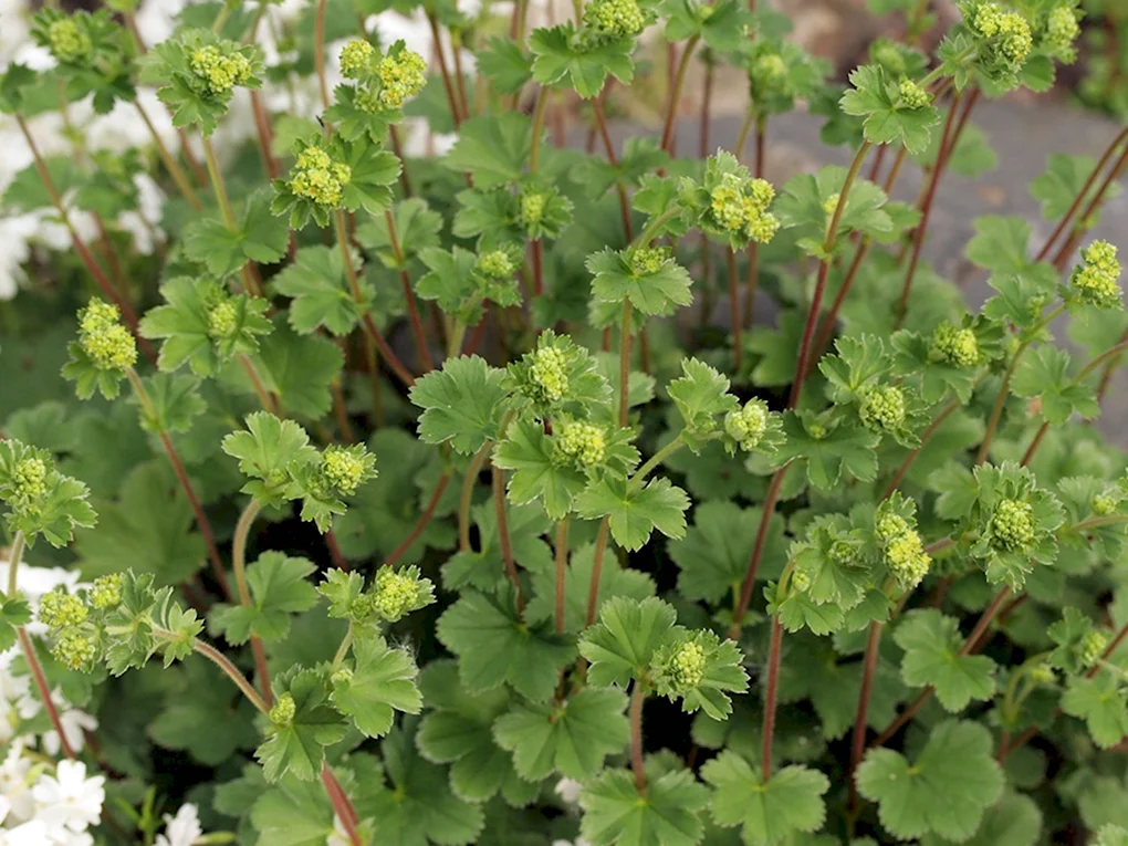 Манжетка Alchemilla erythropoda