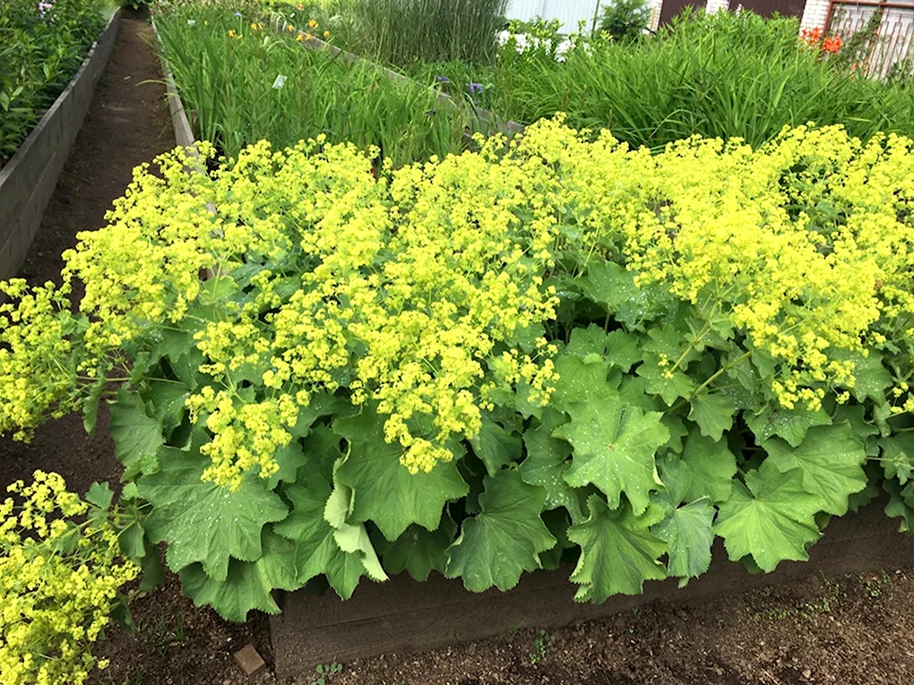 Манжетка Alchemilla Robustica
