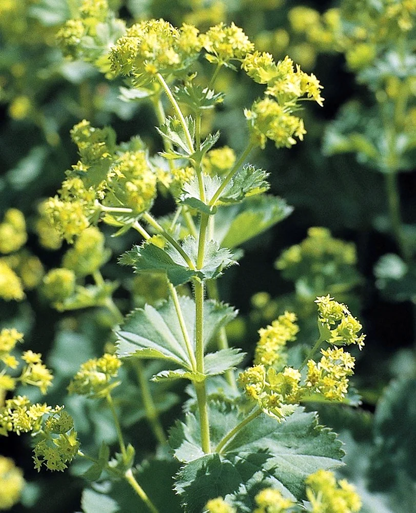 Манжетка городковатаяAlchemilla subcrenata