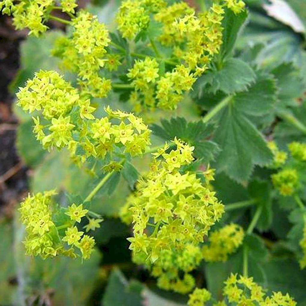 Манжетка городковатаяAlchemilla subcrenata