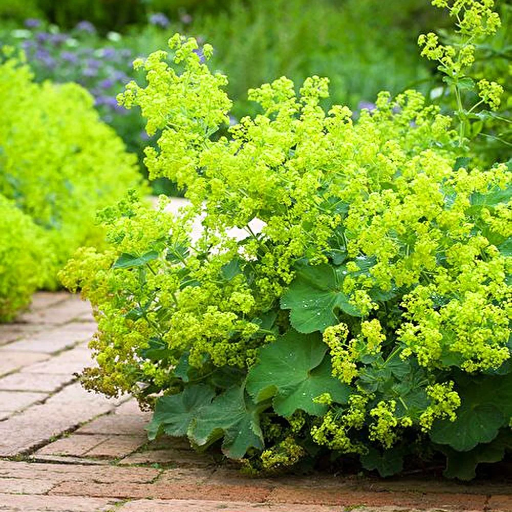 Манжетка красночерешковая Alchemilla erythropoda