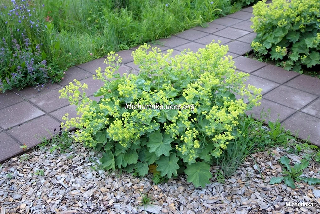 Манжетка красночерешковая Alchemilla erythropoda