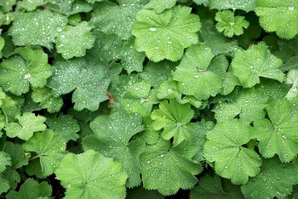 Манжетка красночерешковая Alchemilla erythropoda