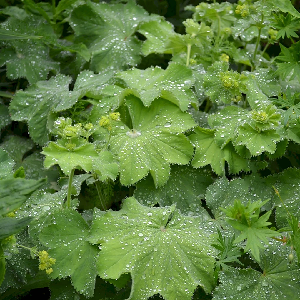 Манжетка мягкая Alchemilla mollis
