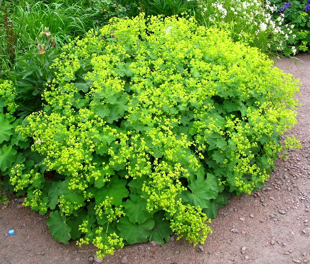 Манжетка Моллис