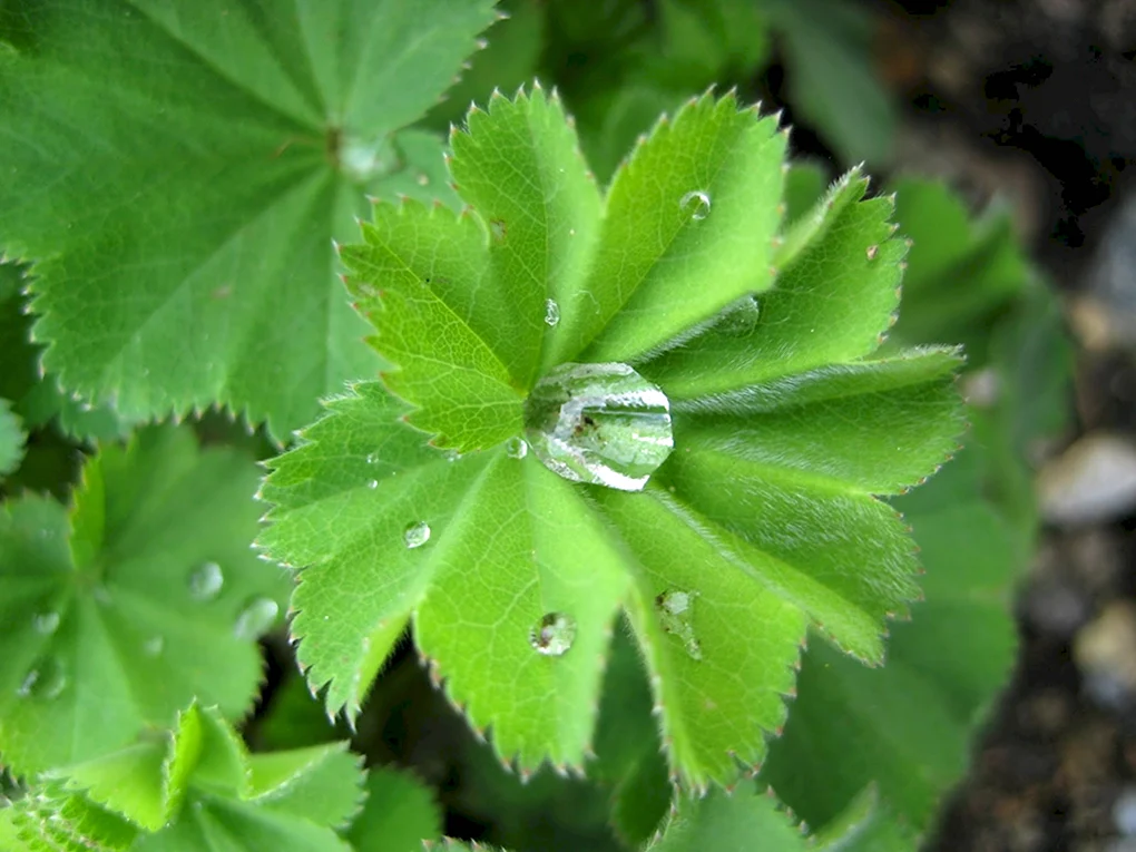 Манжетка обыкновенная Alchemilla vulgaris