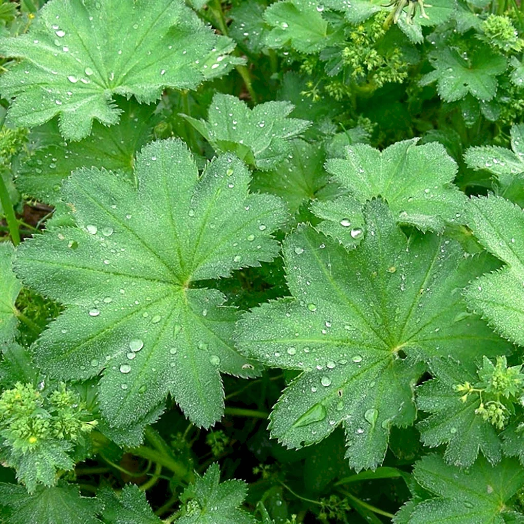 Манжетка обыкновенная Alchemilla vulgaris
