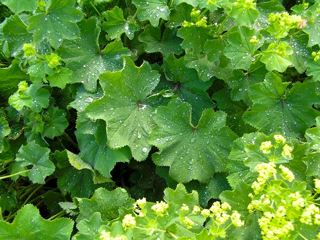 Манжетка обыкновенная Alchemilla vulgaris