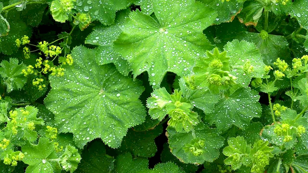 Манжетка обыкновенная Alchemilla vulgaris