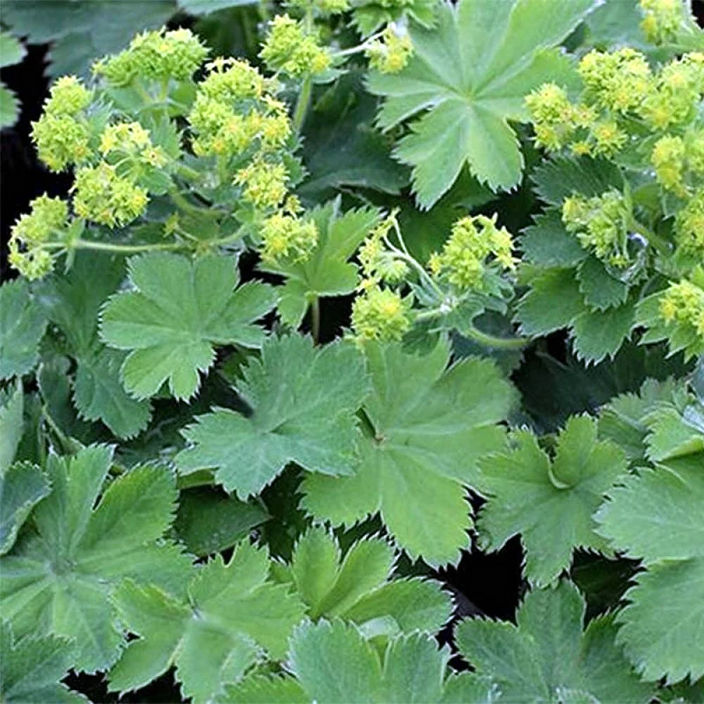 Манжетка обыкновенная Alchemilla vulgaris