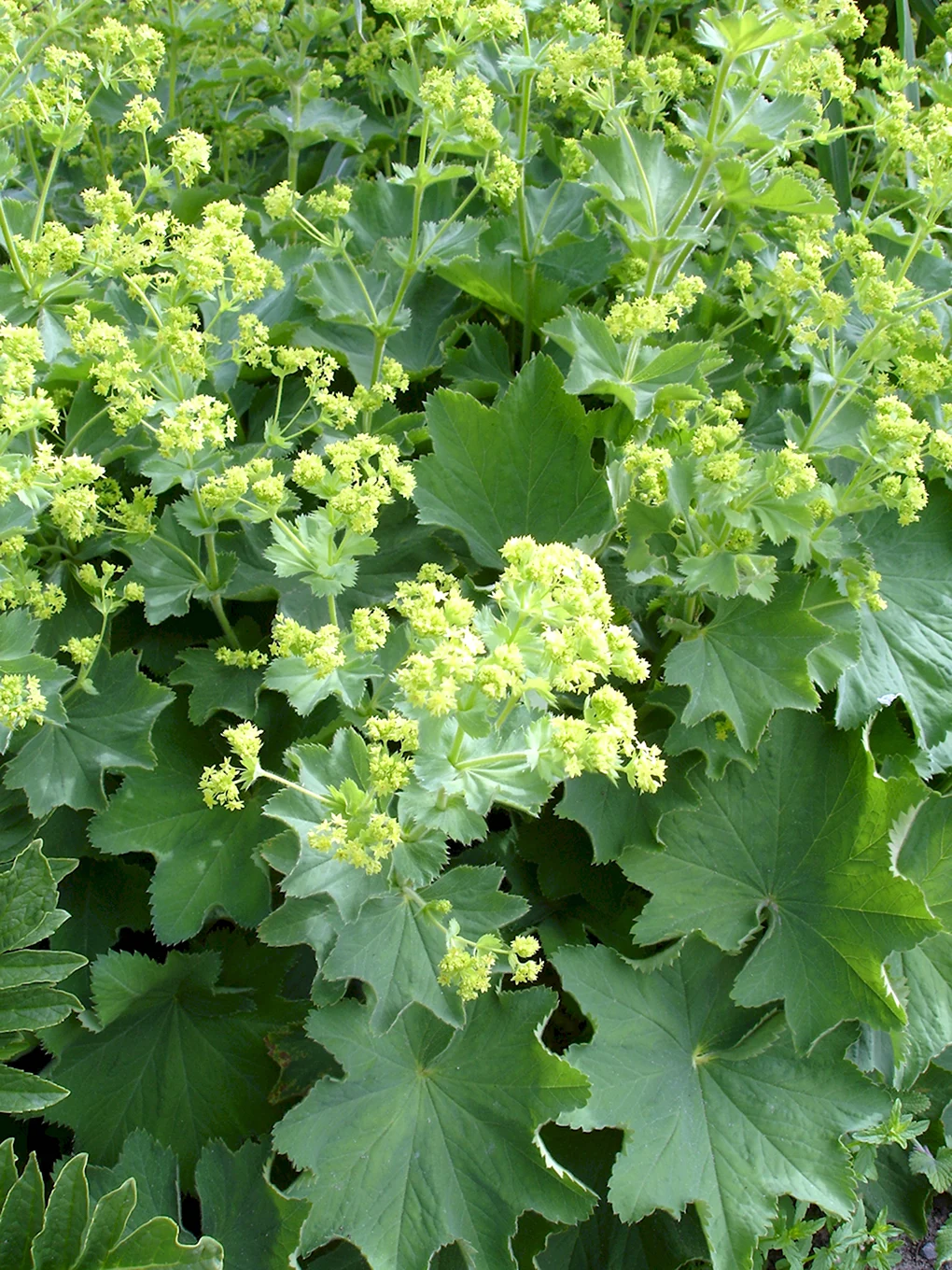 Манжетка обыкновенная Alchemilla vulgaris