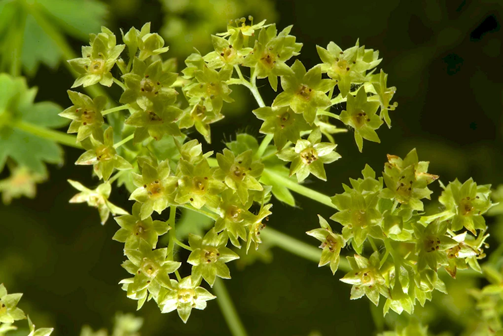 Манжетка обыкновенная Alchemilla vulgaris