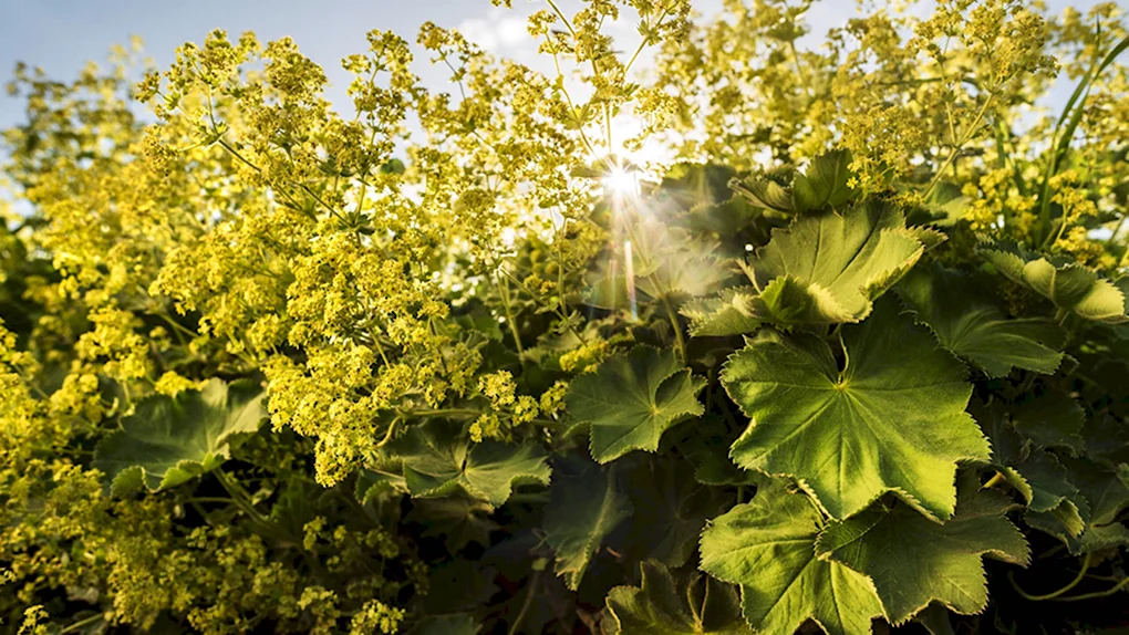 Манжетка обыкновенная Alchemilla vulgaris