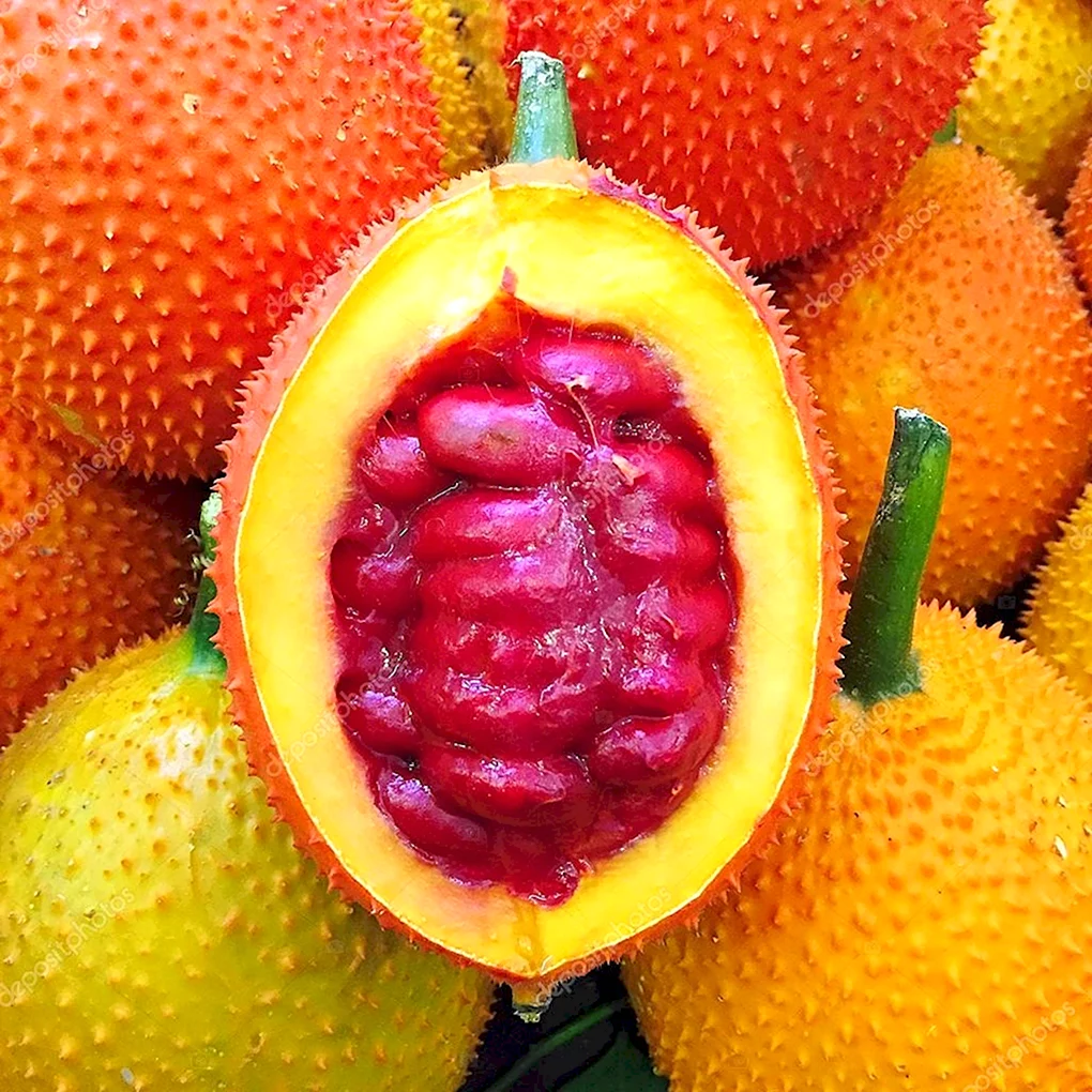 Момордика кохинхинская