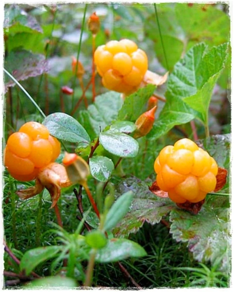Морошка Болотная