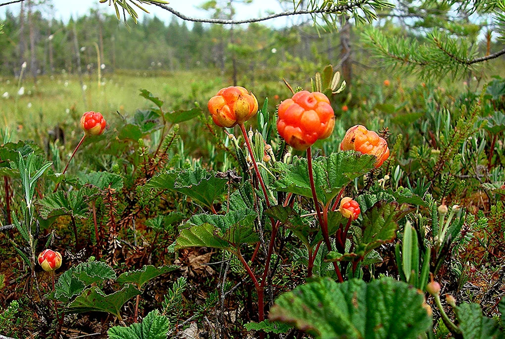 Морошка Болотная
