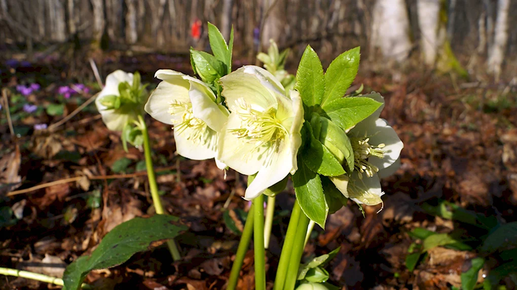 Морозник Helleborus кавказский